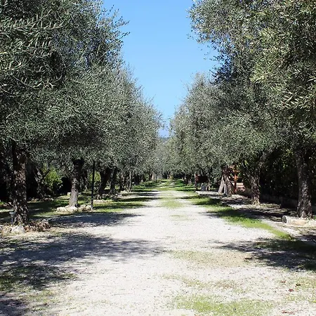 Fara Del Falco *